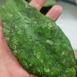 Hoya sp.Lata Iskandar (хойя Лата Искандер)