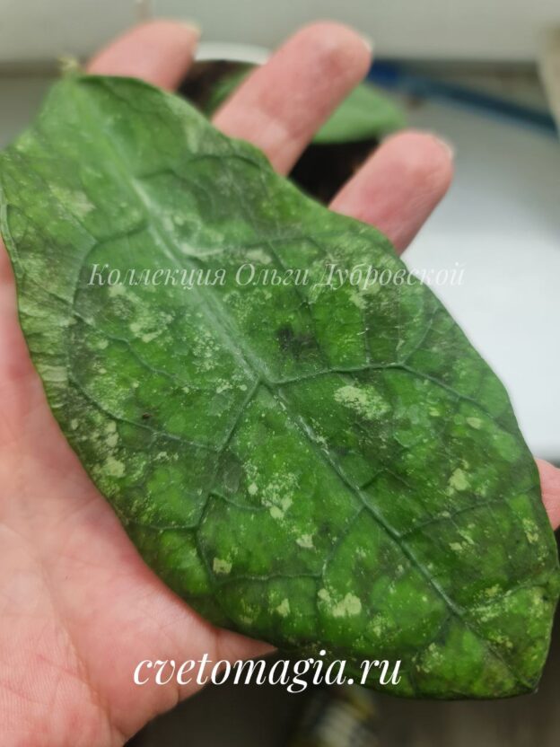 Hoya sp.Lata Iskandar (хойя Лата Искандер)