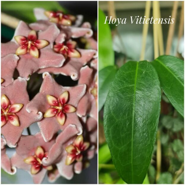 Hoya vitiensis (хойя витенсис)