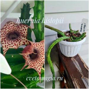 Huernia hislopii 