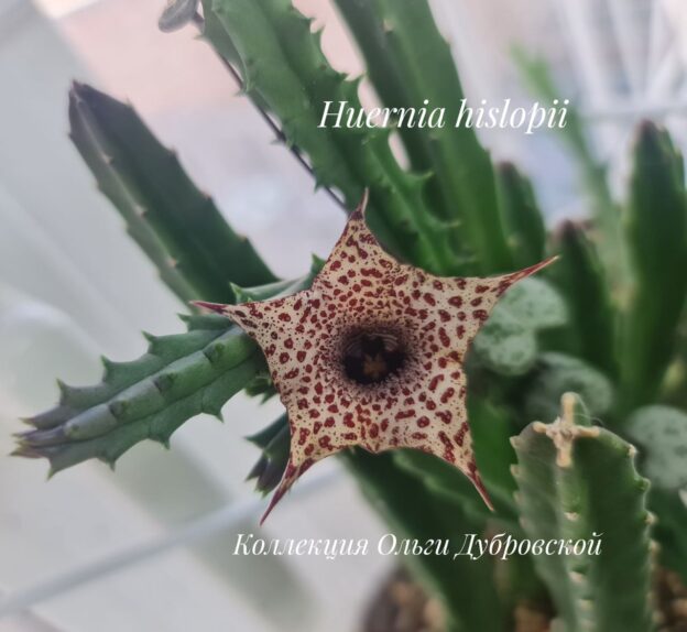 Huernia hislopii (Гуерния Хислопа)