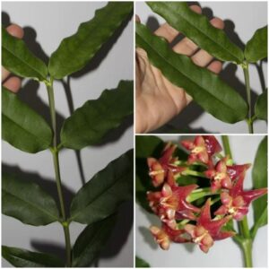 Hoya amrita pink (хойя амрита пинк)