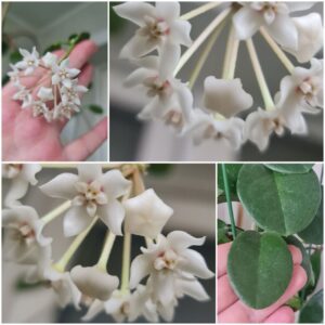 Hoya Australis (хойя аустралис )