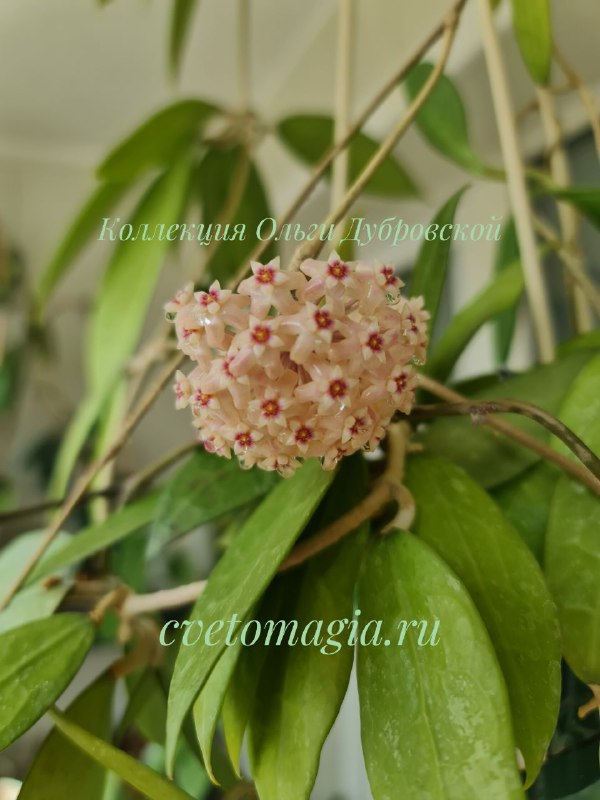 Hoya bogor (хойя богор) — изображение 3