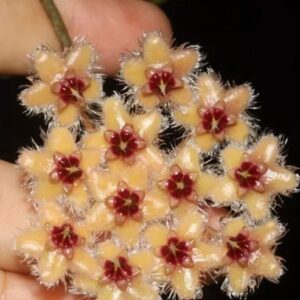 Hoya caudata Gold (хойя каудата голд)