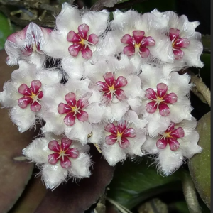 Hoya caudatа silver (хойя каудата сильвер)