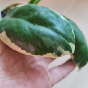 Hoya Incrassata eclipse