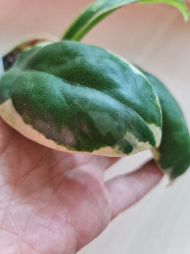 Hoya Incrassata eclipse