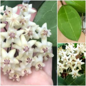 Hoya elliptica Mindanao (хойя элиптика минданао)