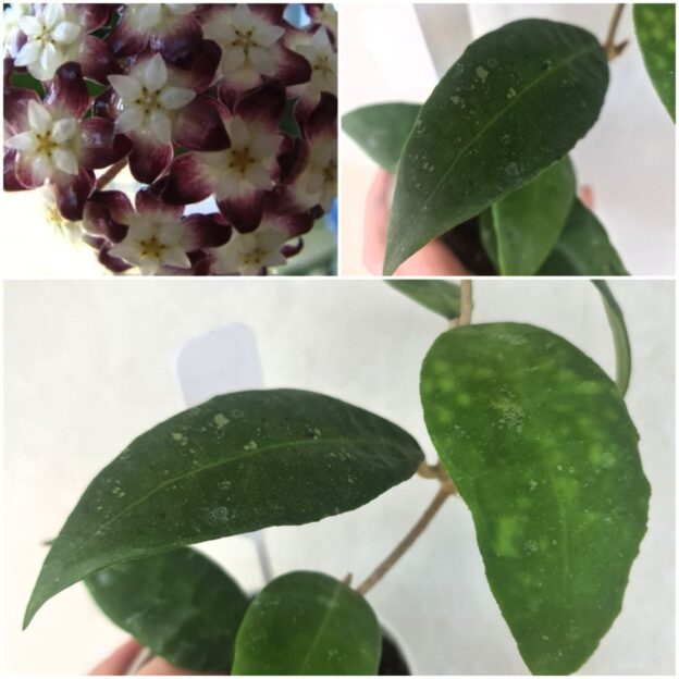 Hoya finlaysonii panggha (хойя финлаусони пангха)