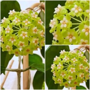 Hoya genieva (хойя женева)