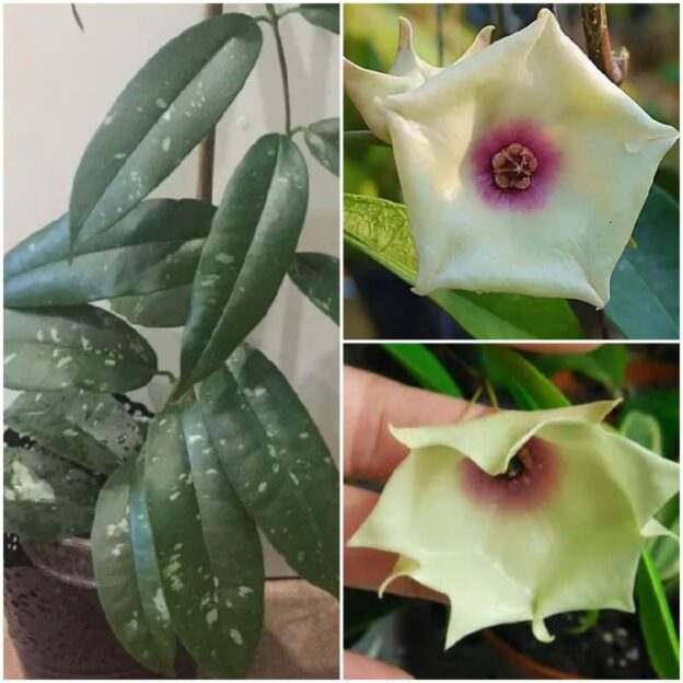 Hoya mappigera (хойя маппигера)