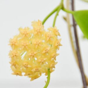 Hoya mindorensis yellow (хойя миндоренсис елов)