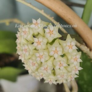 Hoya parasitica -