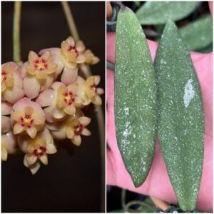 Hoya scortechinii (хойя скортечини)