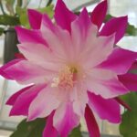 Epiphyllum Bumpkin (эпифиллум Бумкин)