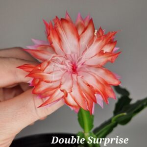 Шлюмбергера Double Surprise