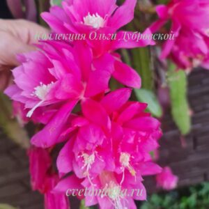 Epiphyllum