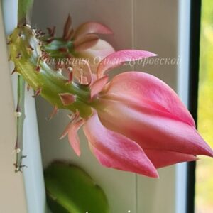 Epiphyllum (эпифиллум розовый)