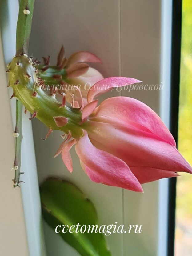 Epiphyllum (эпифиллум розовый)