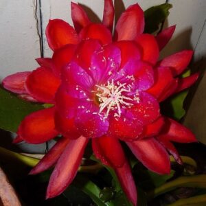 Epiphyllum Dracula