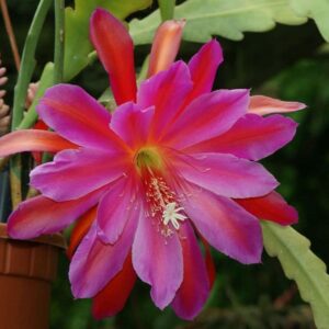 Epiphyllum Pegasus