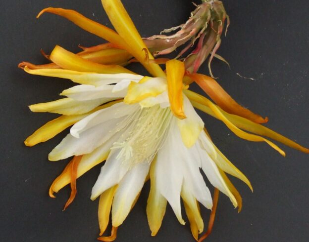 Epiphyllum White Splendor (эпифиллум вайт спендер)