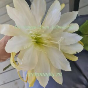 Epiphyllum White Splendor