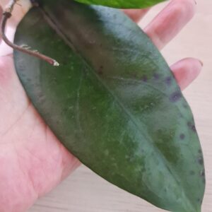 Hoya Fauziana ssp. Angulata (хойя фуазиана ангулата)