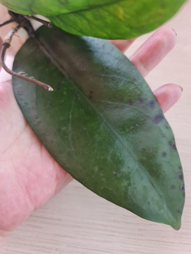 Hoya Fauziana ssp. Angulata (хойя фуазиана ангулата)