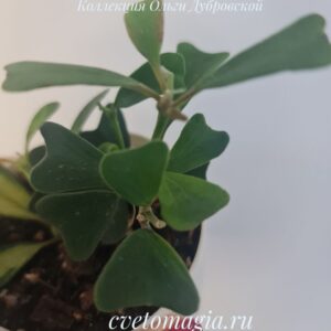 Hoya Manipurensis