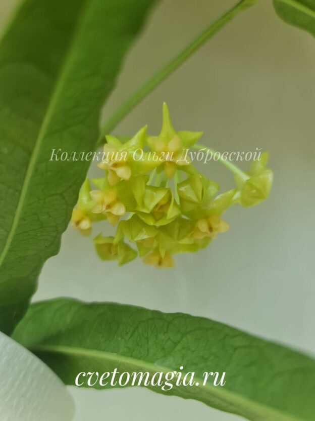 Hoya Platycaulis