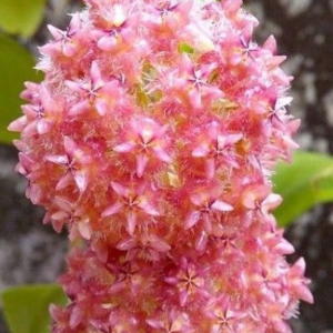 Hoya erythrostemma pink