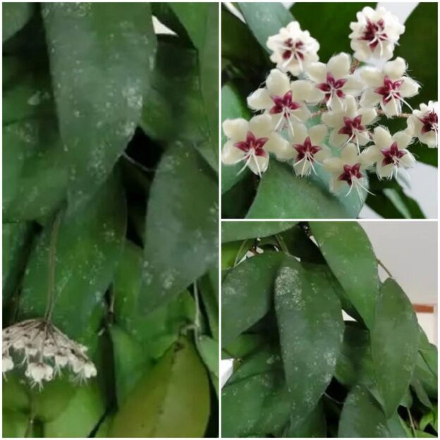 Hoya flagellata (хойя флагелата)