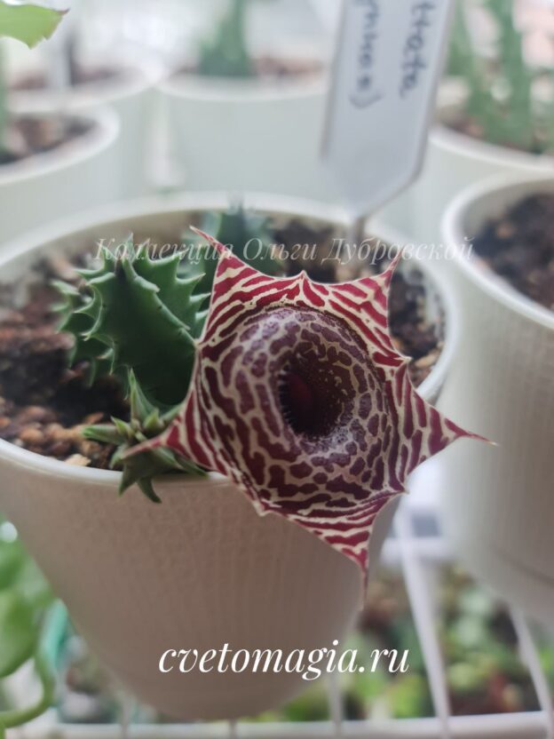 Huernia Guttata (гуерния джиттата)