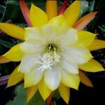 Epiphyllum Ice cream (эпифиллум айс крем)