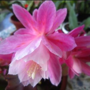 Epiphyllum Deutsche Kaiserin