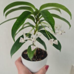 Hoya Lii - синоним Hoya multiflora Blume (хойя лии)