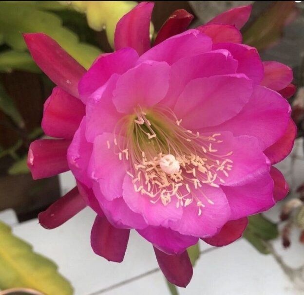 Epiphyllum Natashia Flechsig