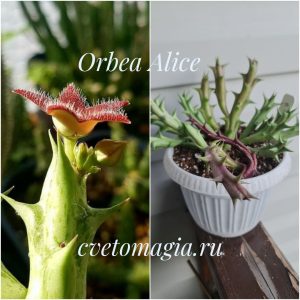 Orbea Alice