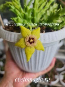 Orbea semota var. lutea 