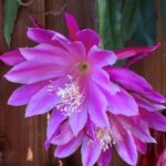 Epiphyllum Pegasus (эпифиллум пегасус)