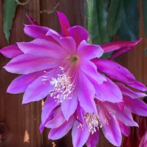 Epiphyllum Pegasus
