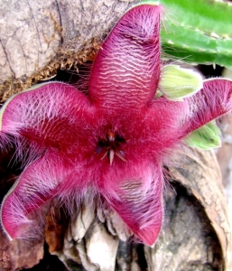 Stapelia Gettlefii hyb