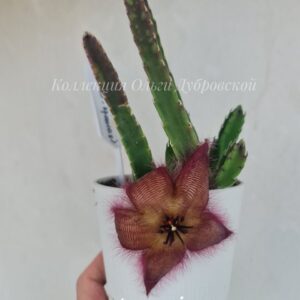 Stapelia Hirsuta (стапелия хирсута зелёно-красная)