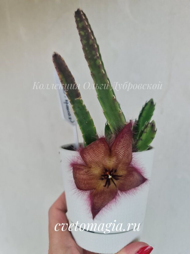 Stapelia Hirsuta (стапелия хирсута зелёно-красная)