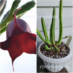 Stapelia Leendertsiae