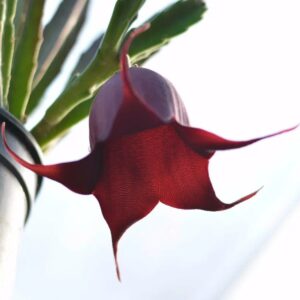 Stapelia Leendertsiae