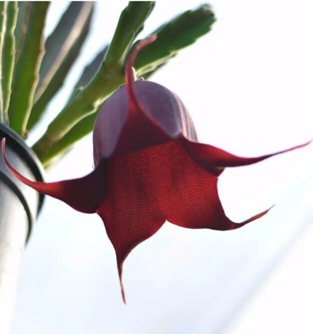 Stapelia Leendertsiae