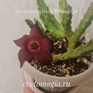 Stapelia incomparabils